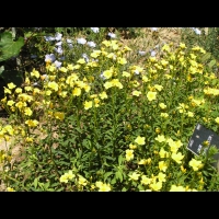 Lin - Linum Campanulatum (fam Linacees) (Europe meridionale) (11)